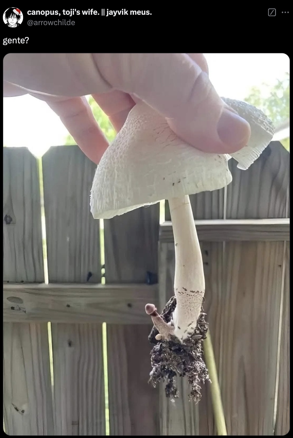 mushroom its a boy